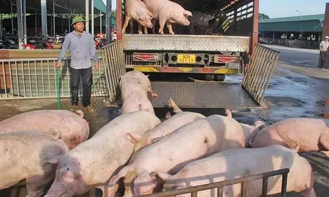 Giá heo hơi leo thang sát Tết, chạm mốc cao nhất từ trước đến nay