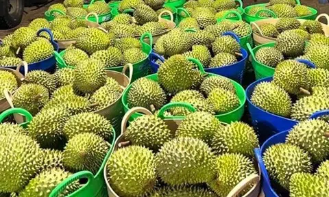 Phấn đấu tổng kim ngạch xuất khẩu nông, lâm, thủy sản năm 2026 đạt từ 73 đến 74 tỷ USD