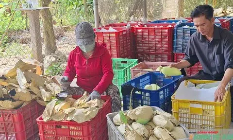 Thị trường xoài Cần Thơ khởi sắc, giá cả giữ mức ổn định