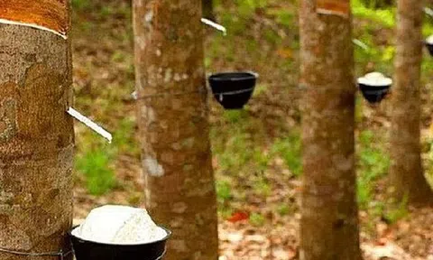 Giá cao su hôm nay 5/2/2026: Thị trường phục hồi nhẹ, trong nước giữ ổn định