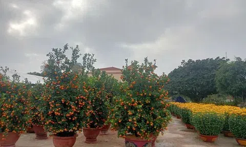 Quảng Trị: Hoa Tết "vắng khách", thương lái thấp thỏm