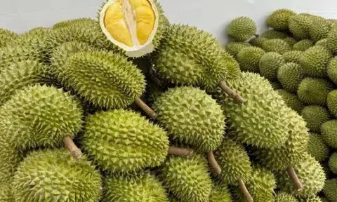 Giá sầu riêng hôm nay 13/2/2026: Thị trường trầm lắng, giá đi ngang