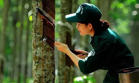 Giá cao su hôm nay 13/2/2026: Cập nhật giá cao su mới nhất trong nước, thế giới