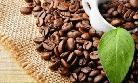 Giá cà phê hôm nay 13/2/2026: Cập nhật giá cà phê mới nhất trong nước và thế giới