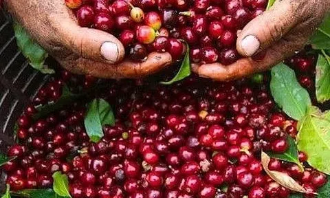 Giá cà phê hôm nay 4/3/2026: Tây Nguyên bật tăng mạnh, Robusta nhảy gần 4%
