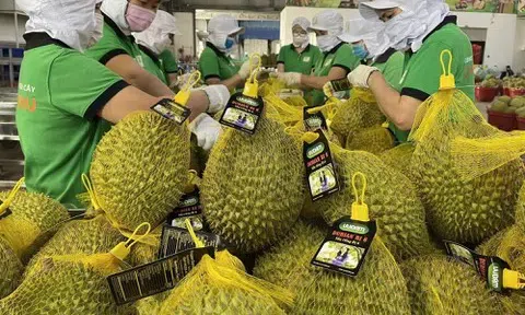 Giá sầu riêng vọt cao đầu năm: Lợi thế thị trường hay chỉ là “cơn sóng” ngắn hạn?