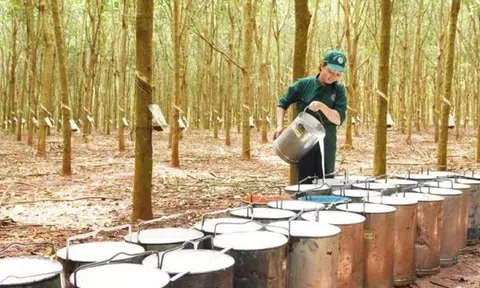 Giá cao su hôm nay 6/3/2026: Thị trường trong nước đi ngang, thế giới điều chỉnh nhẹ