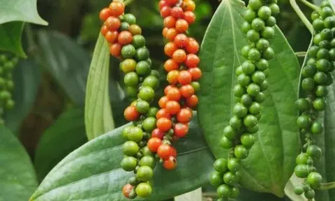 Giá tiêu hôm nay 6/3/2026: Tăng mạnh trở lại, cao nhất 146.000 đồng/kg