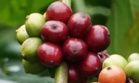 Giá cà phê hôm nay 7/3/2026: Bật tăng trên cả hai sàn