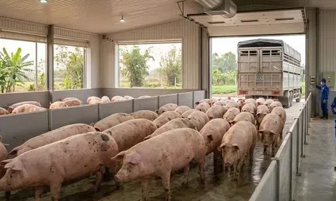 Giá heo hơi hôm nay 7/3/2026: Nhiều địa phương tiếp tục giảm