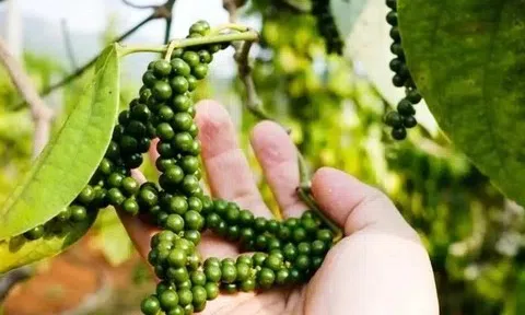 Giá tiêu hôm nay 7/3/2026: Bật tăng mạnh, có nơi chạm 146.000 đồng/kg