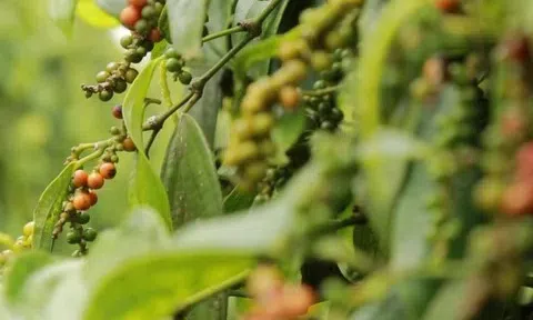 Giá tiêu hôm nay 8/3/2026: Mỹ và Trung Quốc tăng mạnh nhập khẩu hồ tiêu Việt Nam