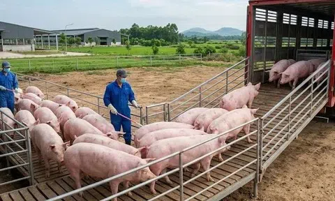 Giá heo hơi hôm nay 8/3/2026: Thị trường lặng sóng, miền Nam giữ mức cao nhất 69.000 đồng/kg