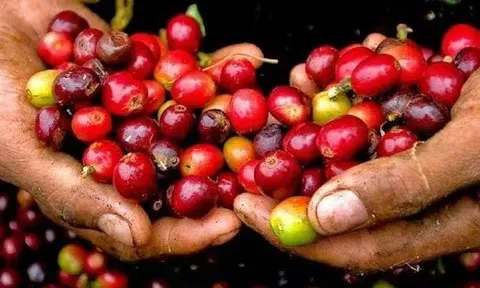 Giá cà phê hôm nay 8/3/2026: Tiếp đà tăng, robusta lên mức cao nhất trong 2,5 tuần