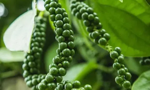 Giá tiêu hôm nay 9/3/2026: Duy trì đà tăng ở các địa phương