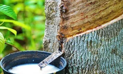 Giá cao su hôm nay 9/3/2026: Giằng co trong biên độ hẹp