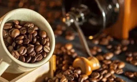 Giá cà phê hôm nay 9/3/2026: Tây Nguyên giữ mốc 96.600 đồng/kg