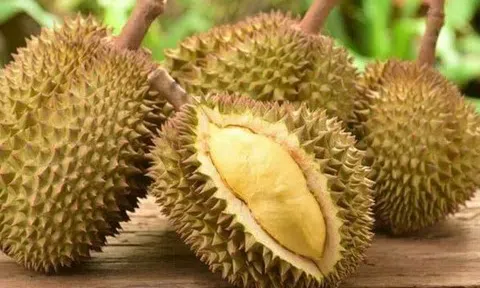 Giá sầu riêng hôm nay 9/3/2026: Ri6 nối tiếp đà tăng