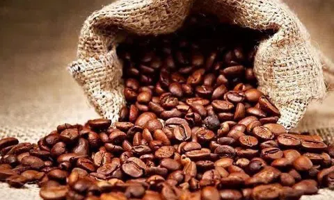Giá cà phê hôm nay 10/3/2026: Arabica tăng mạnh, trong khi robusta có dấu hiệu chững lại