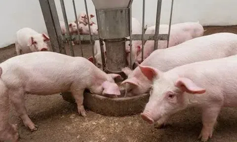 Giá heo hơi hôm nay 10/3/2026: Xuống còn 60.000 đồng/kg ở nhiều địa phương