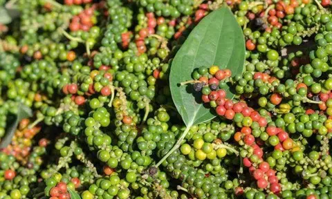 Giá tiêu hôm nay 11/3/2026: Duy trì ổn định