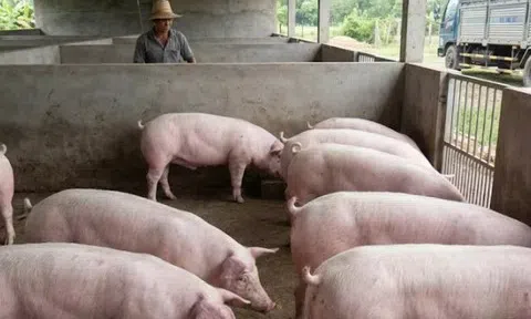 Giá heo hơi hôm nay 11/3/2026: Giá heo hơi trên cả nước dao động từ 60.000 - 68.000 đồng/kg