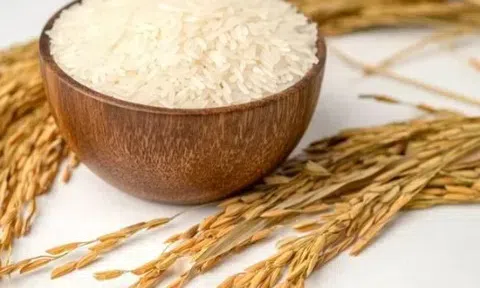 Giá lúa gạo hôm nay 10/3/2026: Thị trường ổn Định, giao dịch cầm chừng