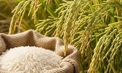 Giá lúa gạo hôm nay 11/3/2026: Thị trường ổn Định, gạo xuất khẩu tăng nhẹ