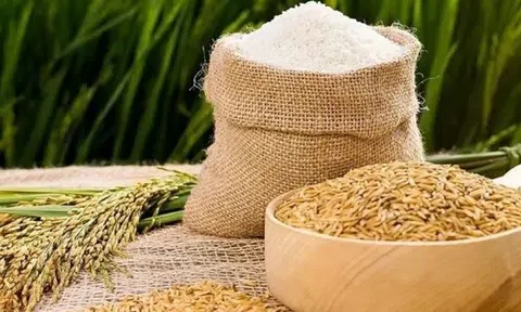 Giá lúa gạo hôm nay 13/3/2026: Thị trường ổn định, xuất khẩu tăng trưởng mạnh