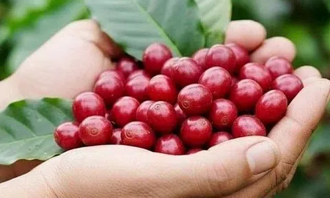 Giá cà phê hôm nay 12/3/2026: Giảm mạnh do áp lực về một vụ mùa bội thu tại Brazil