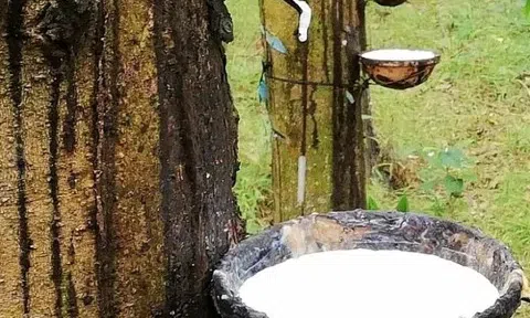 Giá cao su hôm nay 12/3/2026: Giá cao su thế giới điều chỉnh nhẹ