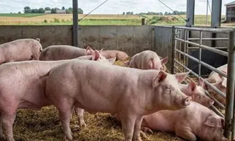 Giá heo hơi hôm nay 16/3: Thị trường ổn định, cao nhất 66.000 đồng/kg