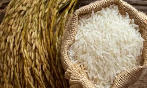 Giá lúa gạo hôm nay 16/3/2026: Thị trường ổn định, giao dịch chậm, triển vọng xuất khẩu cạnh tranh