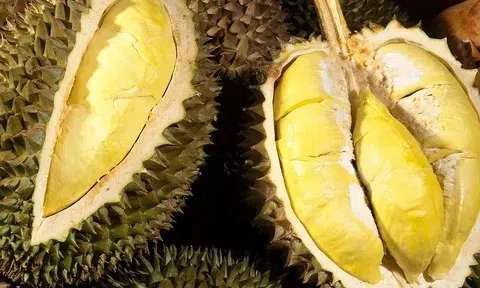 Giá sầu riêng hôm nay 16/3: Duy trì ổn định sau khi giảm mạnh