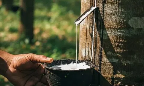 Giá cao su hôm nay 16/3/2026: Diễn biến trái chiều trên thị trường trong nước và quốc tế