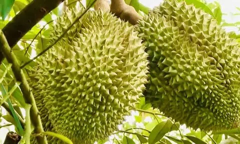 Giá sầu riêng hôm nay 19/3/2026 giảm nhẹ tại các vùng thu mua trọng điểm