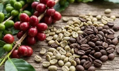 Giá cà phê hôm nay 23/3/2026: Duy trì ở ngưỡng cao 94.000 đ/kg