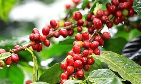 Giá cà phê hôm nay 24/3/2026: Thị trường ổn định