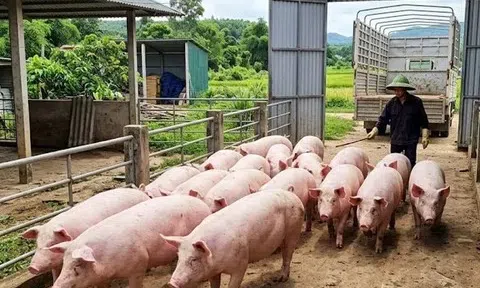 Giá heo hơi hôm nay 24/3: Miền Nam lập đỉnh 69.000 đồng/kg, miền Bắc giảm nhẹ