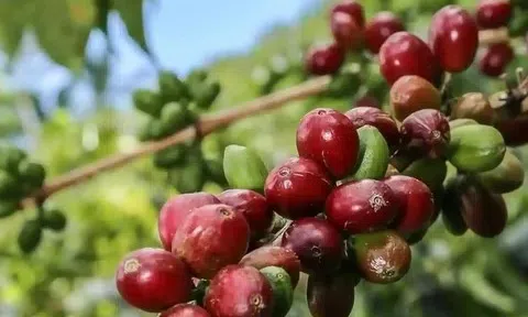 Giá cà phê trong nước hôm nay 25/3/2026: Quay đầu điều chỉnh sau chuỗi phiên đi ngang