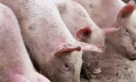 Giá heo hơi hôm nay 25/3: Miền Bắc giảm nhẹ 1.000 - 2.000 đồng/kg