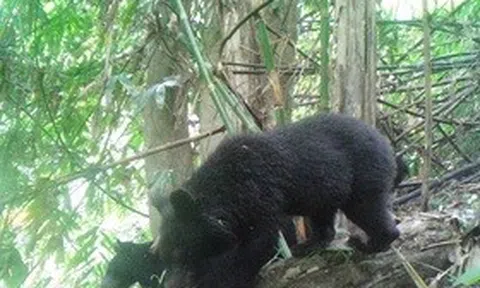 Gấu ngựa xuất hiện nhiều khu vực ở Pù Hu, hé lộ hệ sinh thái đa dạng hiếm có