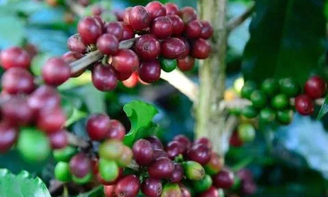 Giá cà phê hôm nay 26/3/2026: Thị trường phục hồi mạnh, triển vọng tích cực