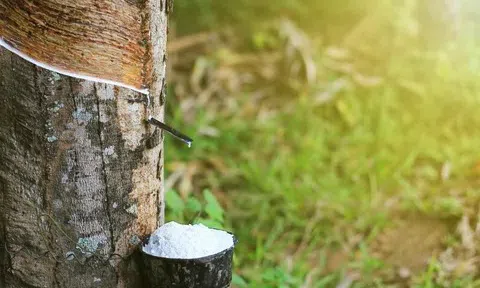 Giá cao su hôm nay 26/3/2026: Trong nước đi ngang, thế giới tăng cao