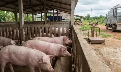 Giá heo hơi hôm nay 27/3: Miền Nam giữ đỉnh 69.000 đồng/kg