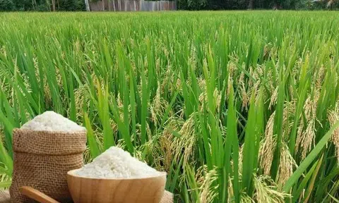 Giá lúa gạo hôm nay 27/3/2026: Giao dịch trầm lắng, một số mặt hàng biến động nhẹ