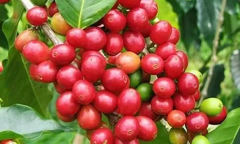 Giá cà phê hôm nay 28/3/2026: Thị trường tiếp tục giảm sâu, xu hướng đi xuống