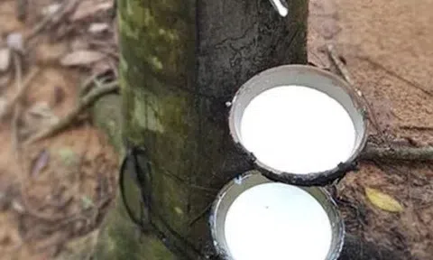 Giá cao su hôm nay 28/3/2026: Thị trường phân hóa, Nhật Bản tăng mạnh