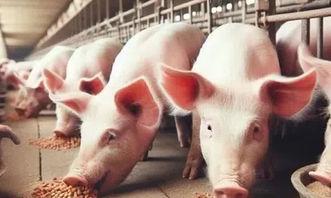 Giá heo hơi hôm nay 28/3: Miền Bắc Và Miền Trung tiếp đà giảm