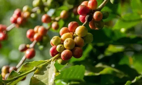 Giá cà phê hôm nay 30/3/2026: Thị trường tiếp tục điều chỉnh